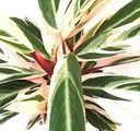 Calathea Triostar